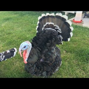 Meet your Posher, Don